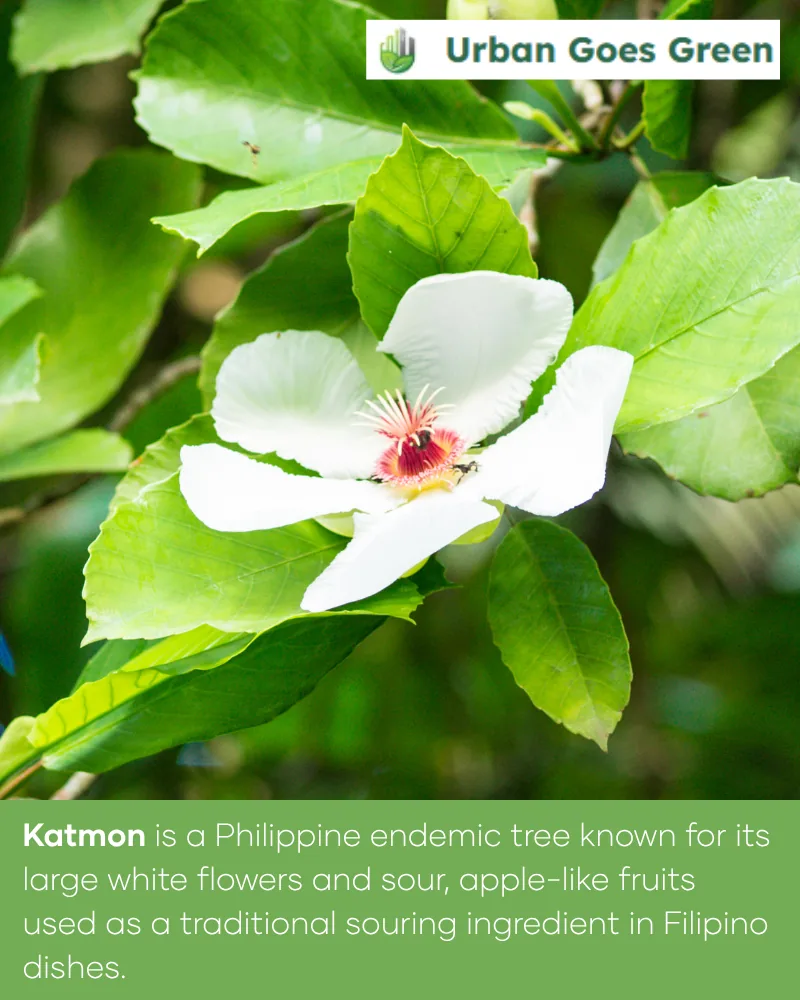 Katmon (Dillenia philippinensis) growing in the Philippines