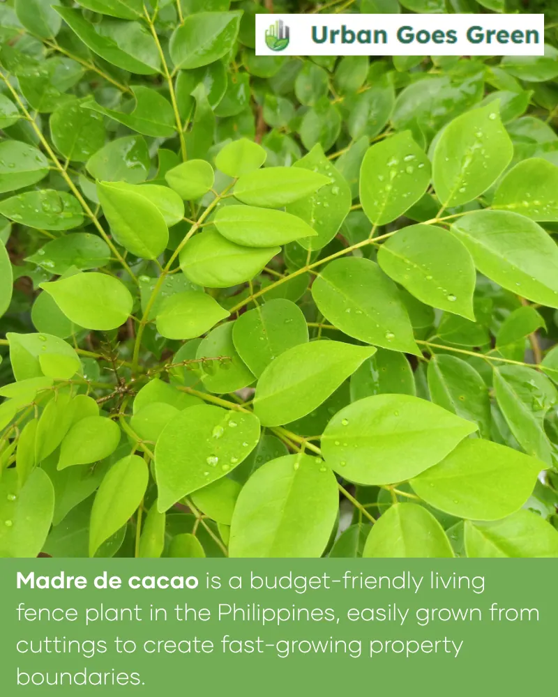 Madre de Cacao (Gliricidia sepium) growing in the Philippines
