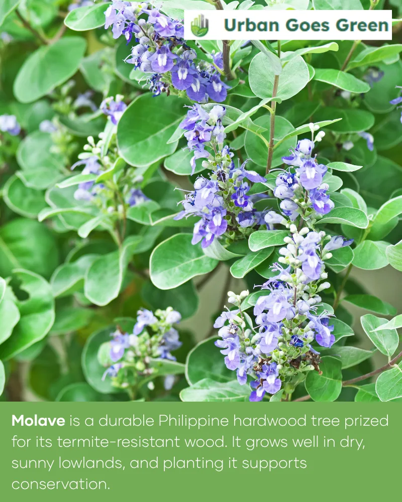 Molave (Vitex parviflora) growing in the Philippines