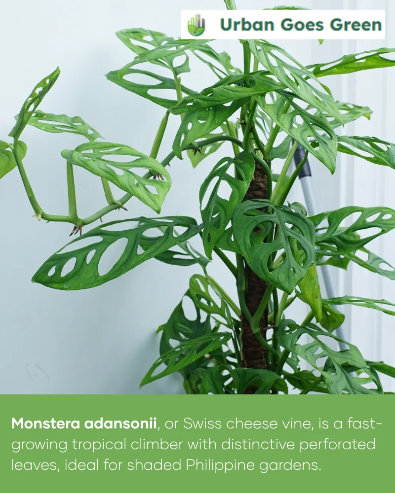 Monstera Adansonii (Swiss Cheese Vine) growing in the Philippines