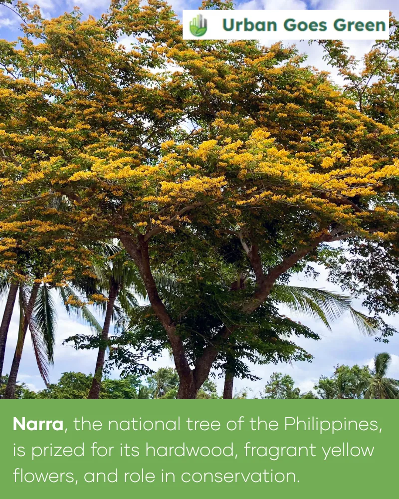Narra (Pterocarpus indicus) growing in the Philippines