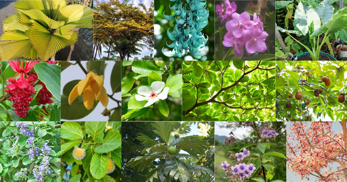 Native Philippine plants including narra, jade vine, waling-waling and anahaw