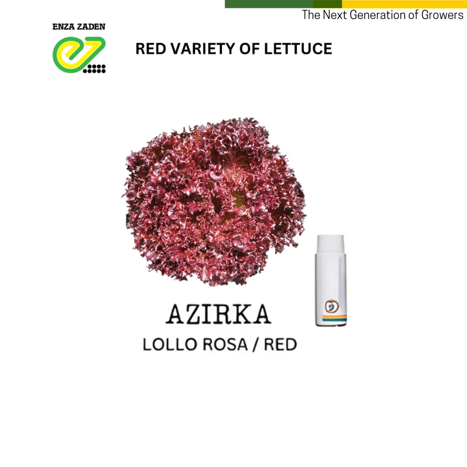 Azirka from NutriHydro