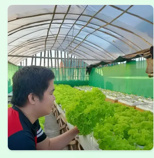 Joe checking a row of lettuce growing hydroponically in a greenhouse