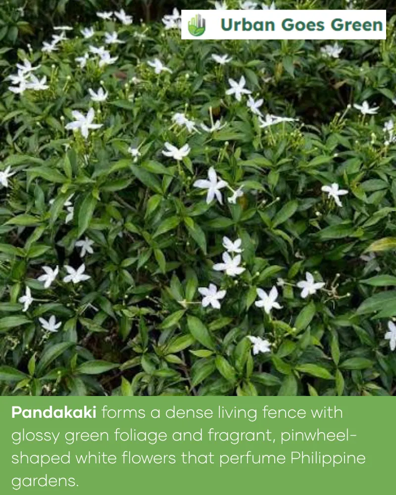 Pandakaki (Tabernaemontana pandacaqui) growing in the Philippines