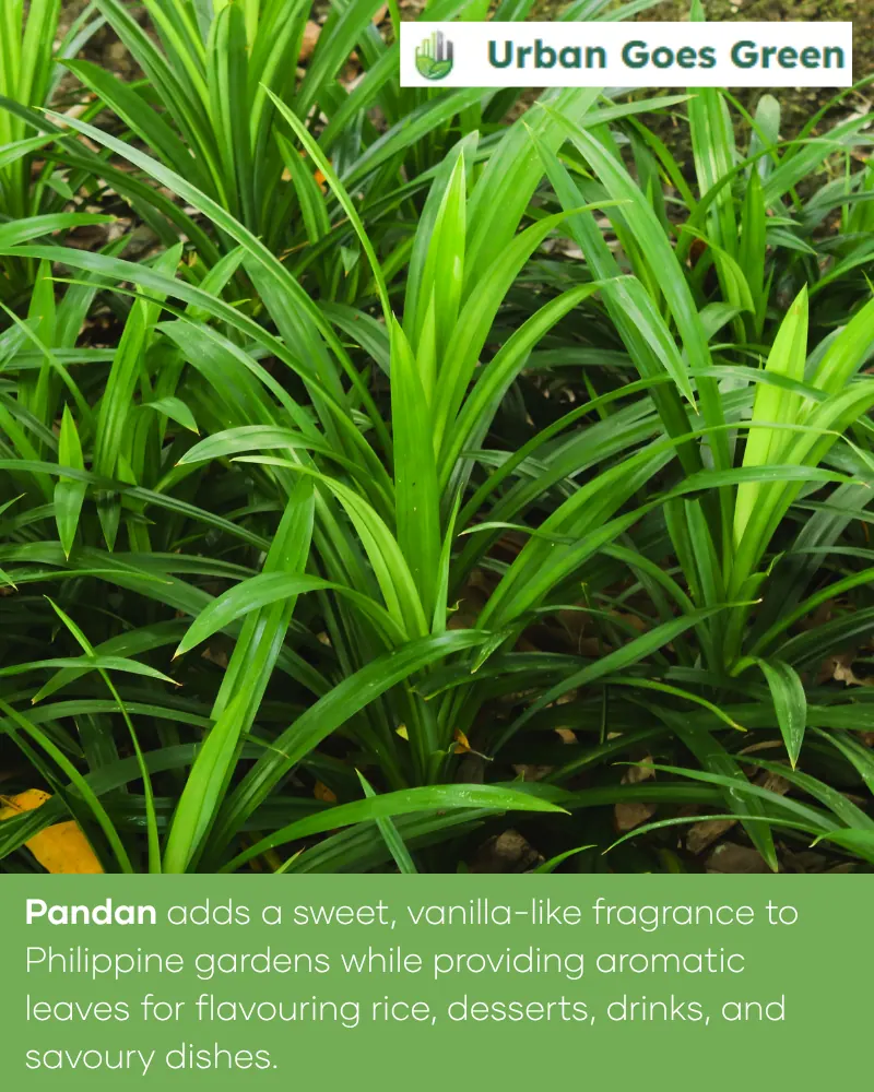Pandan (Pandanus amaryllifolius) growing in the Philippines