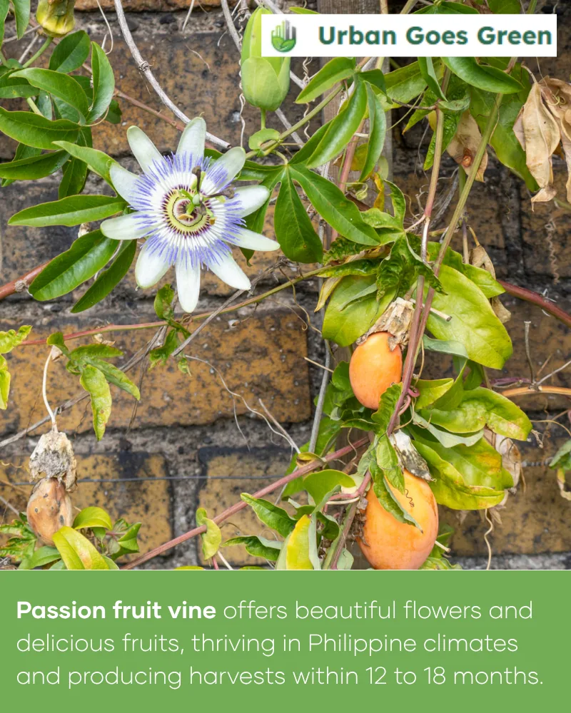 Passion Fruit Vine (Passiflora) growing in the Philippines