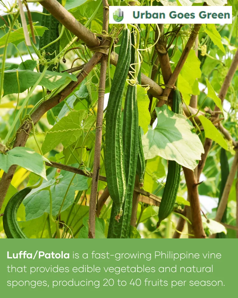 Luffa / Patola (Luffa acutangula) growing in the Philippines