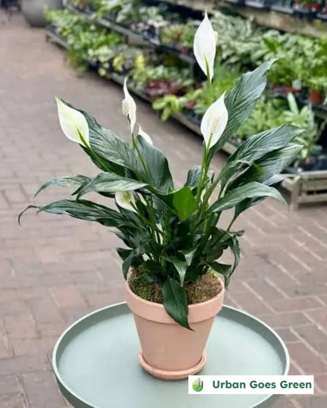 Peace Lily (Spathiphyllum) growing in the Philippines