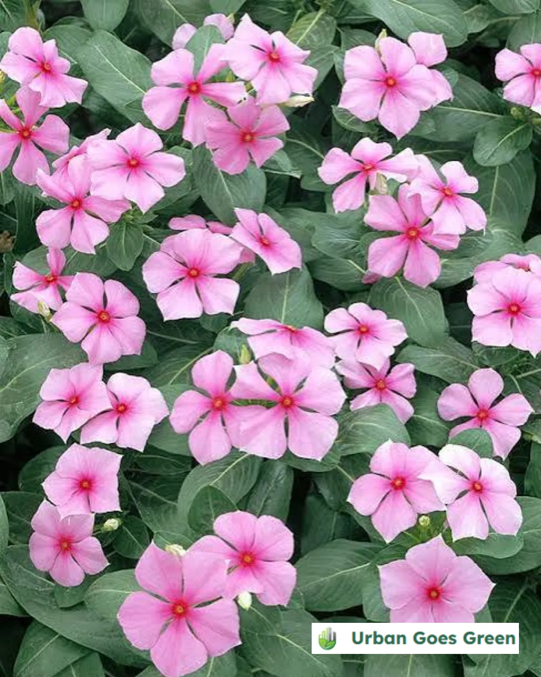 Periwinkle (Catharanthus roseus) growing in the Philippines