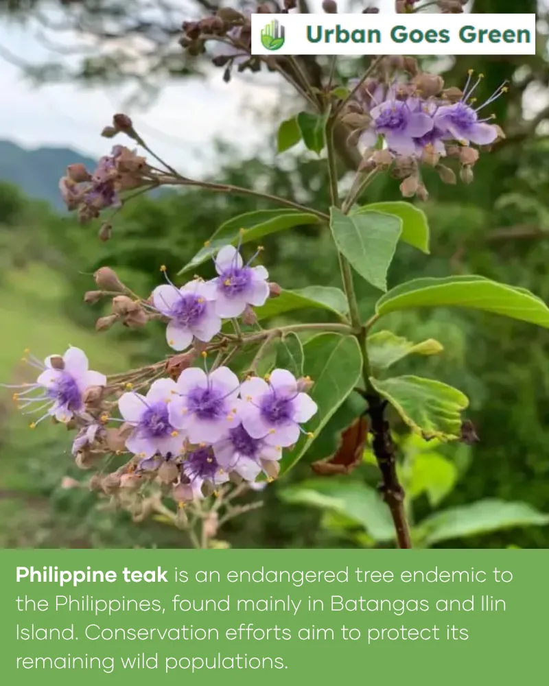 Philippine Teak (Tectona philippinensis) growing in the Philippines
