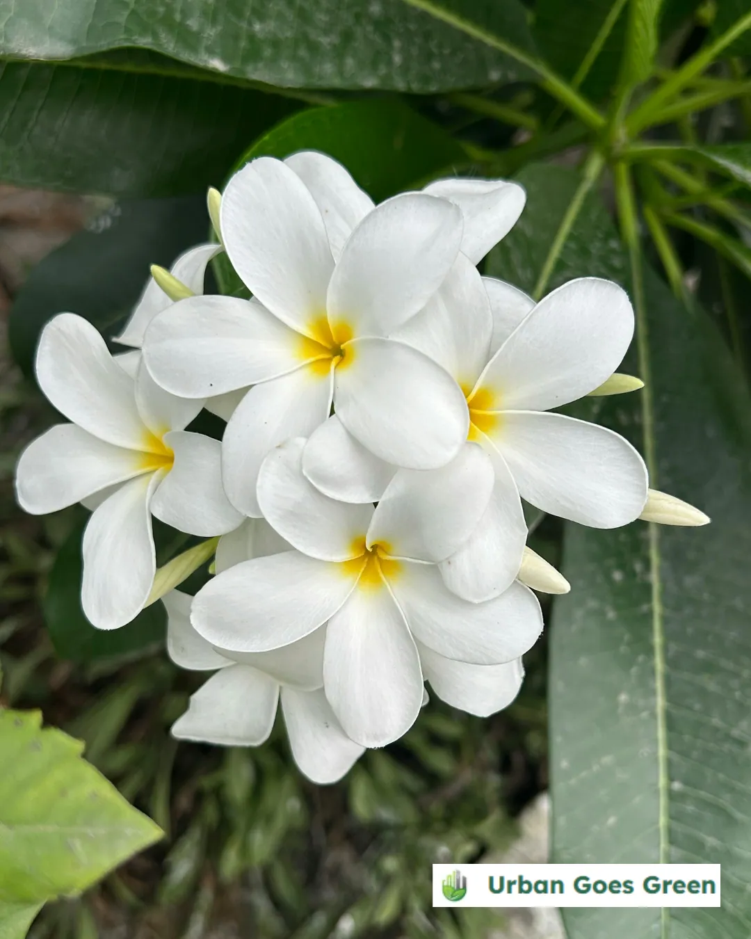 Plumeria (Kalachuchi) growing in the Philippines