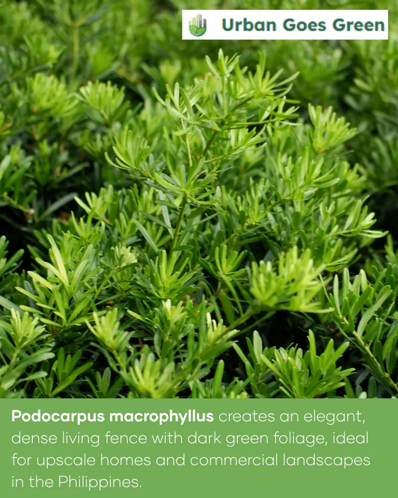 Podocarpus growing in the Philippines