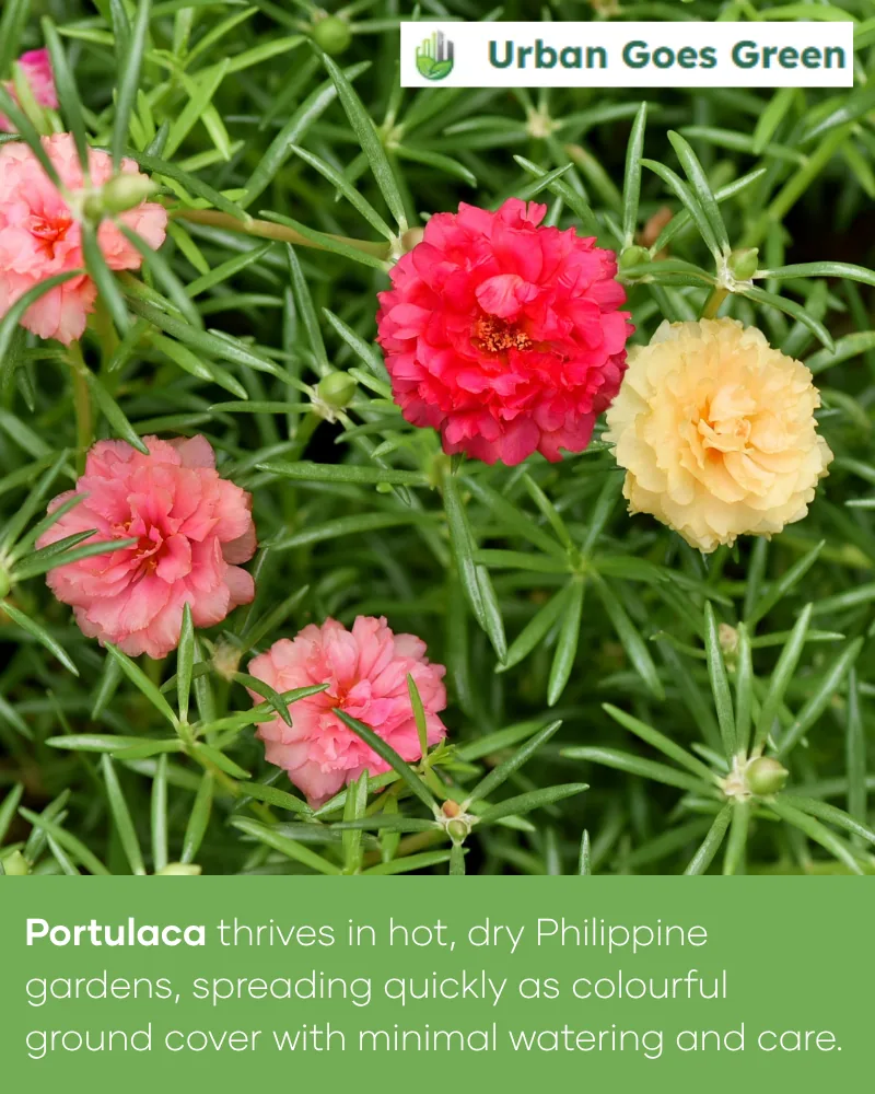 Portulaca (Moss Rose) growing in the Philippines