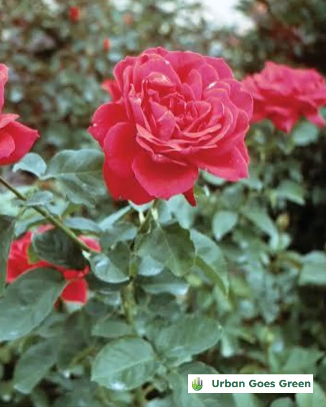 Rosal (Rosa) growing in the Philippines