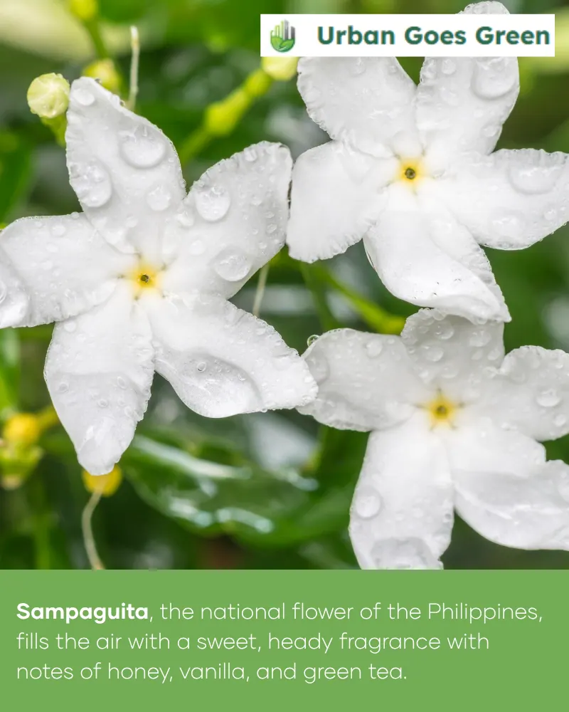 Sampaguita (Jasminum sambac) growing in the Philippines