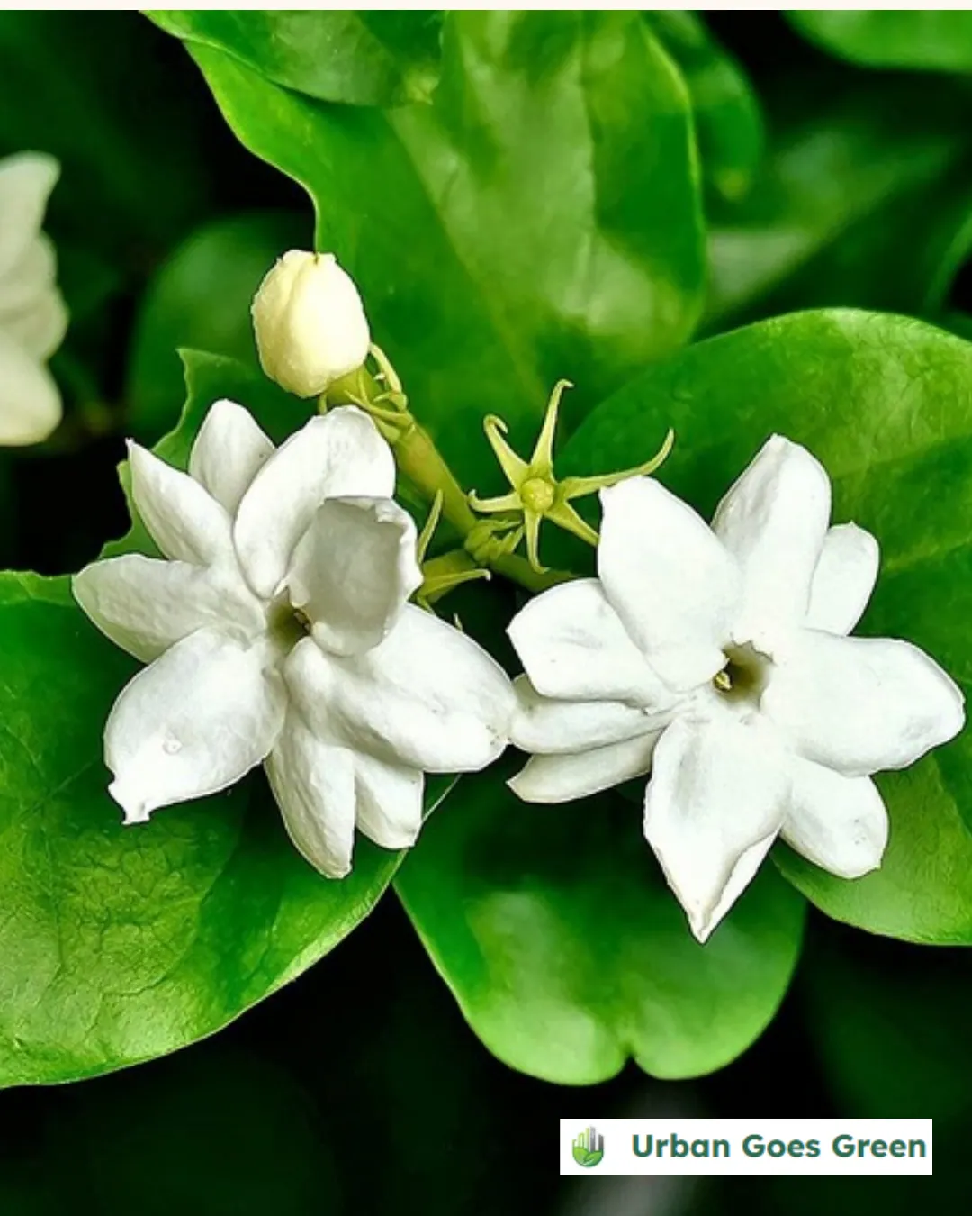 Sampaguita (Jasminum sambac) growing in the Philippines