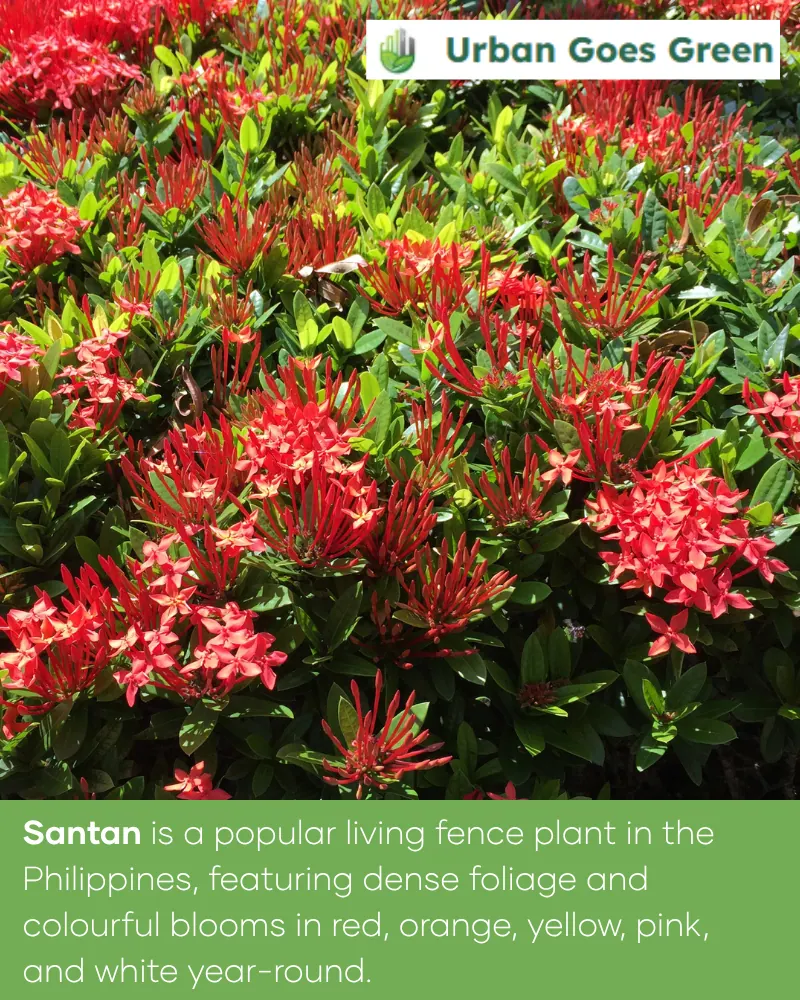 Santan (Ixora) growing in the Philippines