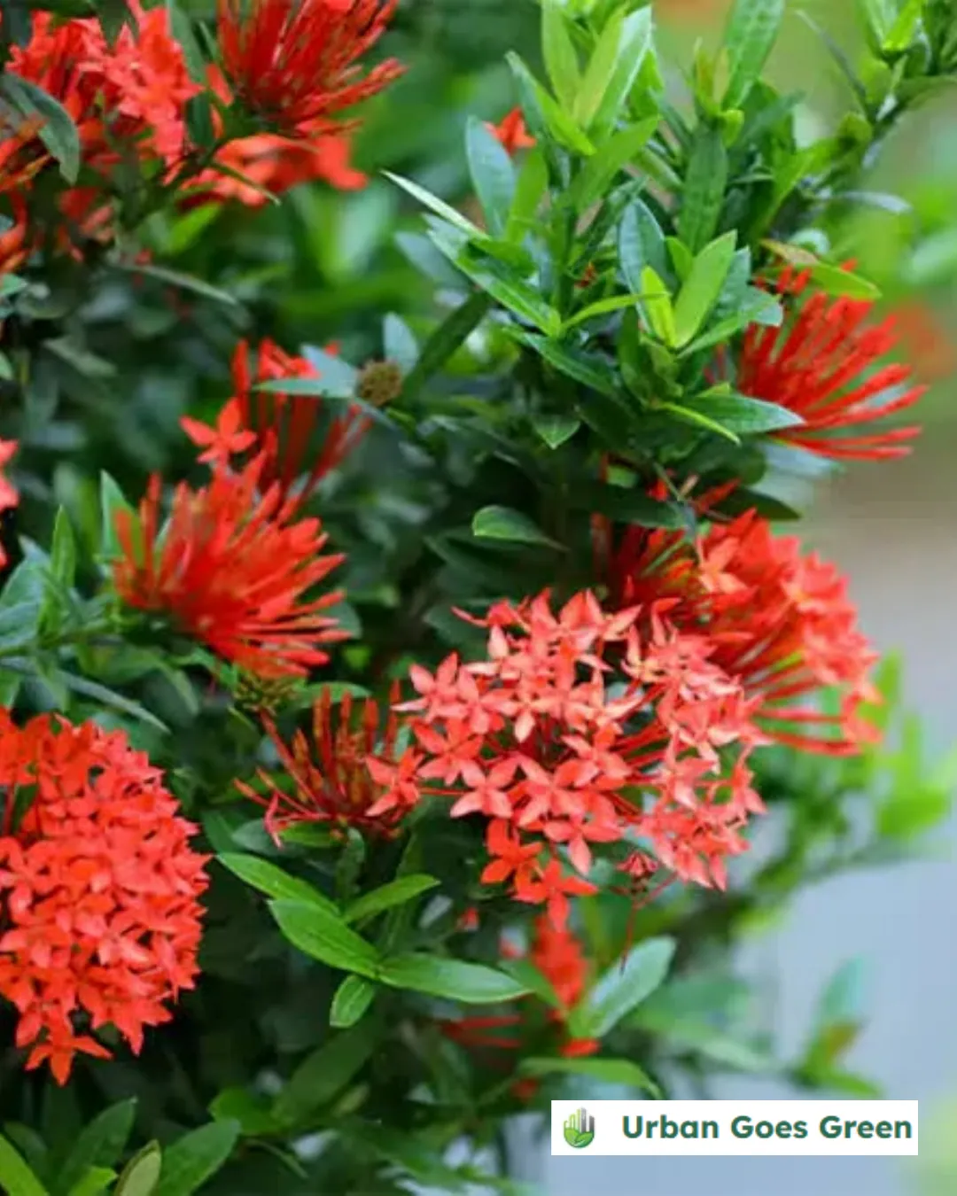Santan (Ixora coccinea) growing in the Philippines