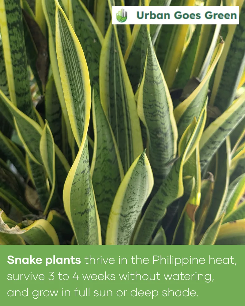 Snake Plant (Sansevieria trifasciata) growing in the Philippines