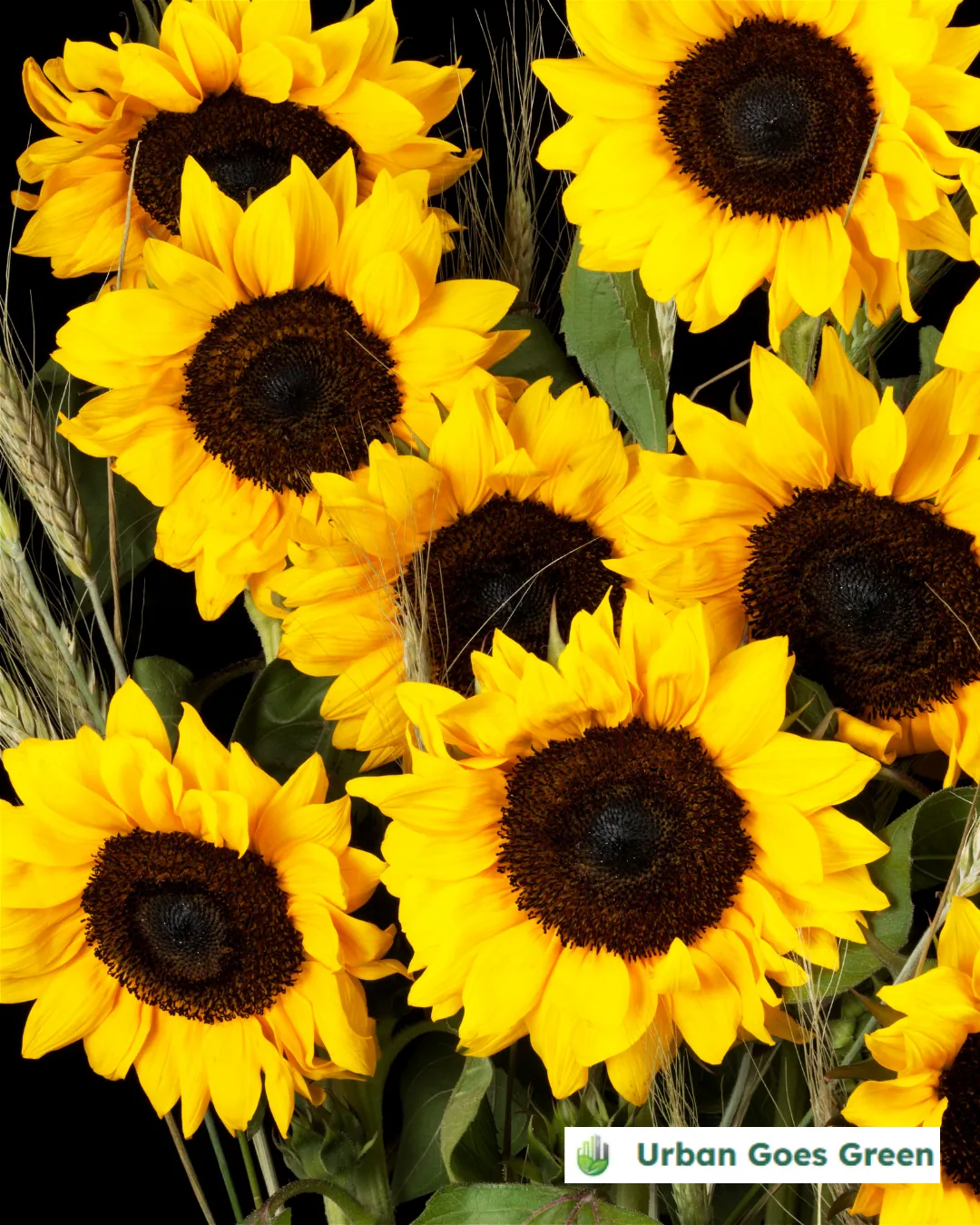 Sunflower (Helianthus annuus) growing in the Philippines