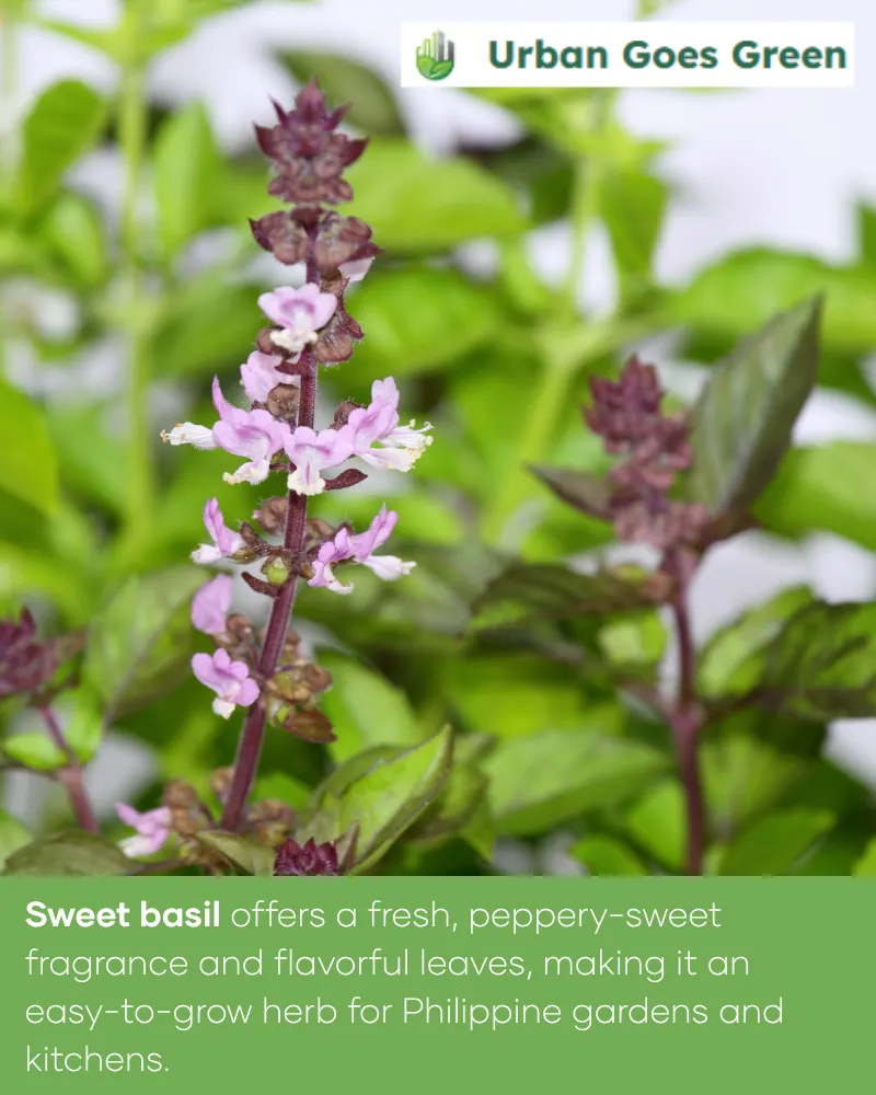 Sweet Basil (Ocimum basilicum) growing in the Philippines