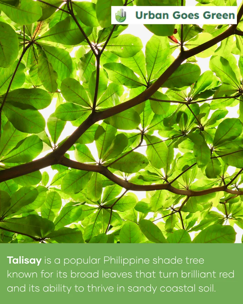 Talisay (Terminalia catappa) growing in the Philippines