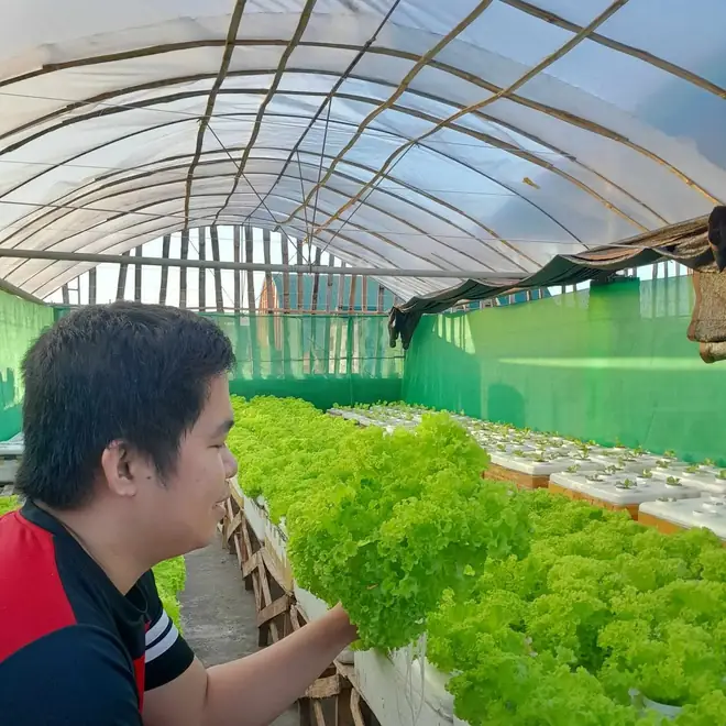 Joemar Villalobos checking lettuce growing hydroponically in a greenhouse