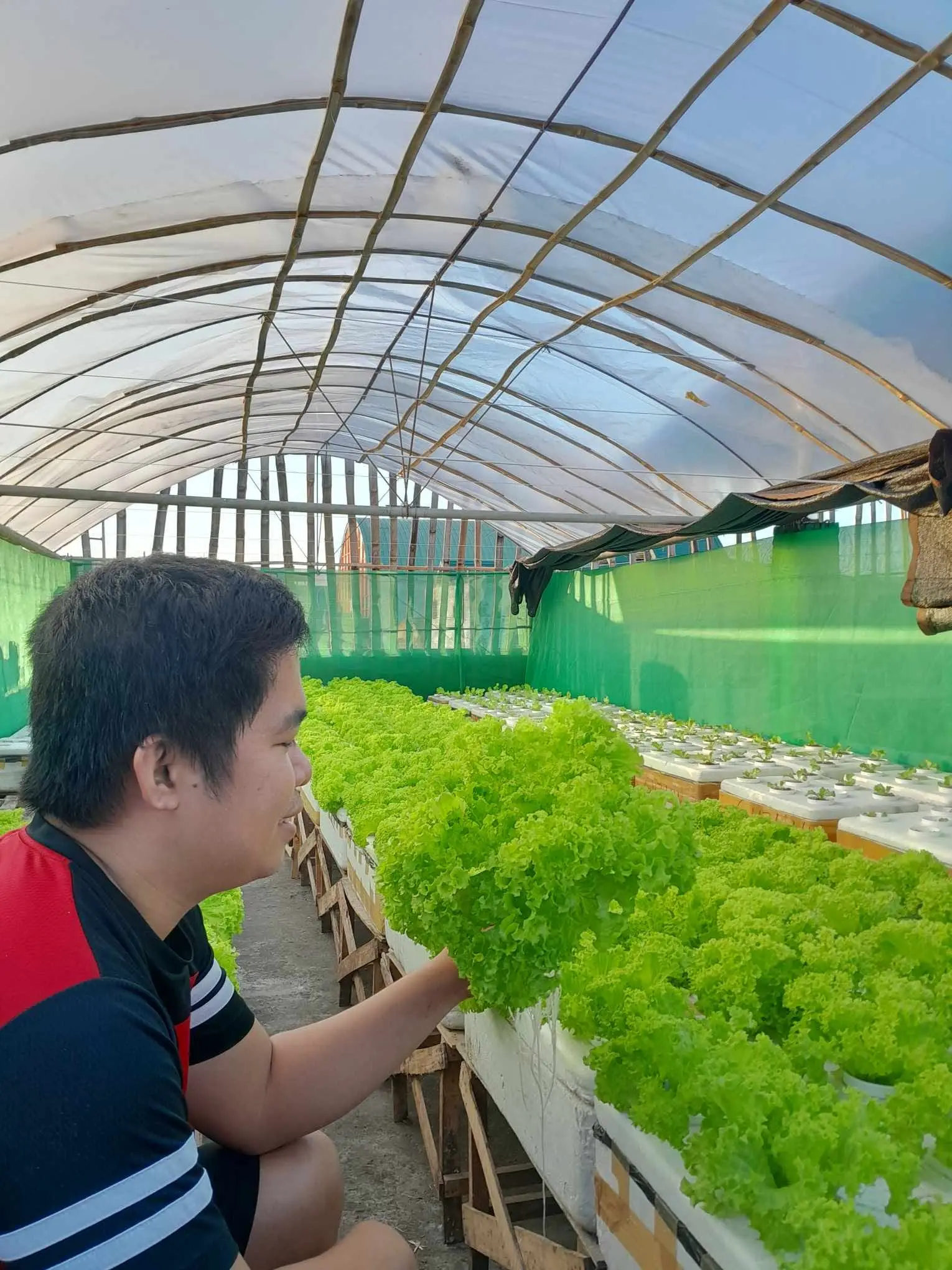Joemar, co-founder of Urban Goes Green, at his rooftop lettuce farm