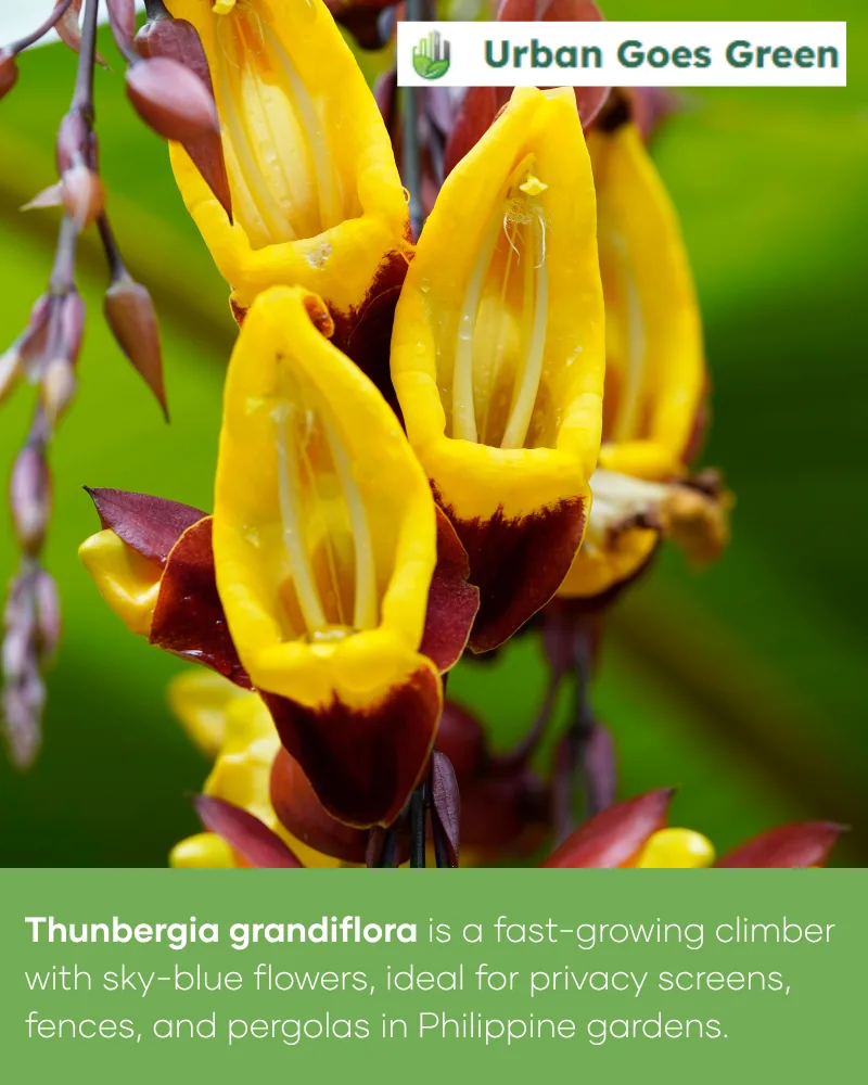 Thunbergia (Clock Vine) growing in the Philippines