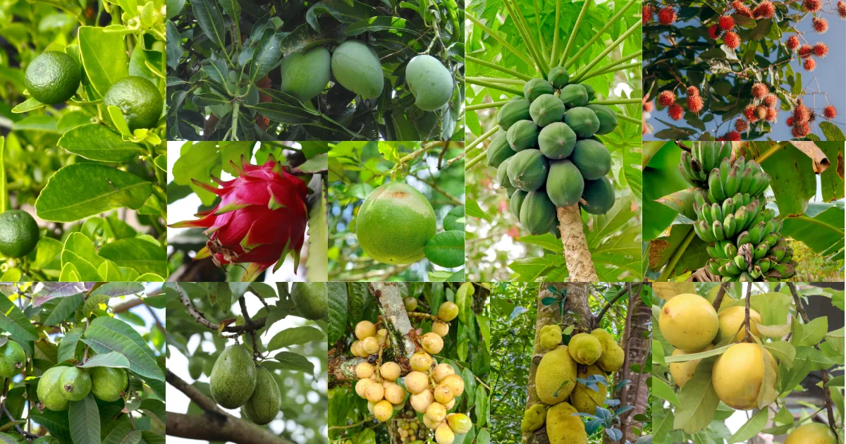 Fruit bearing plants for Filipino gardens including calamansi, mango, papaya and dragon fruit