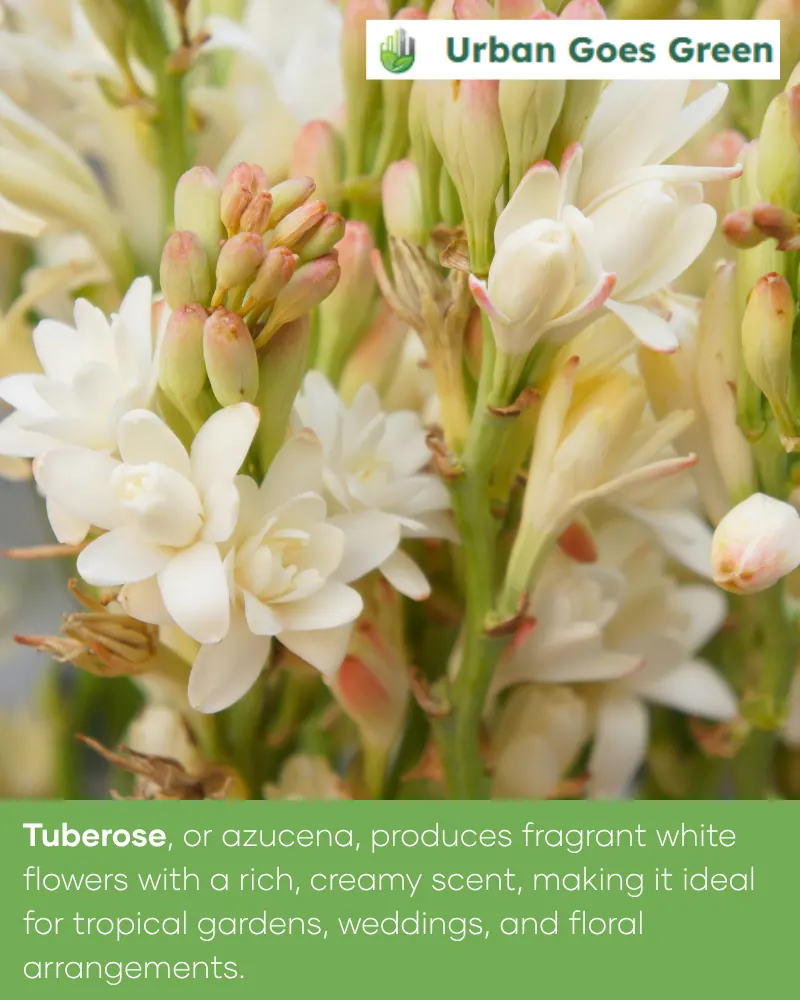 Tuberose / Azucena (Polianthes tuberosa) growing in the Philippines