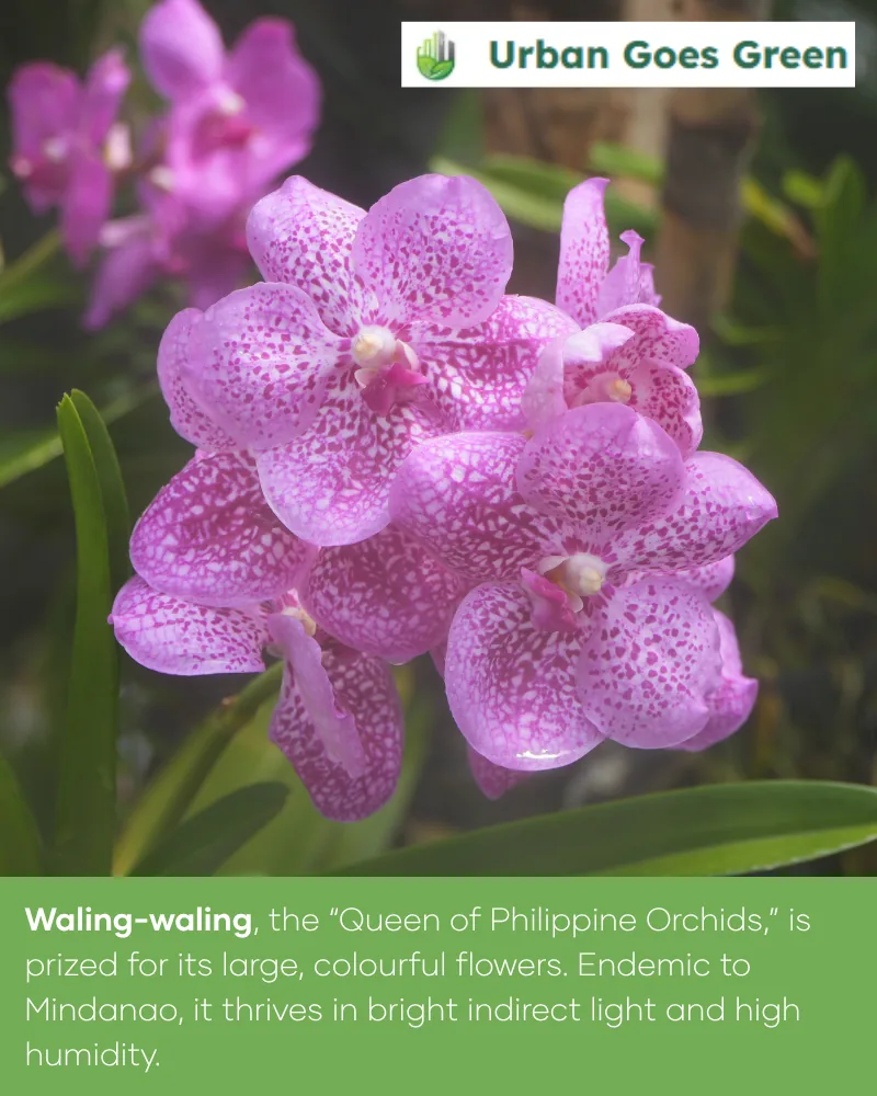 Waling-Waling (Vanda sanderiana) growing in the Philippines