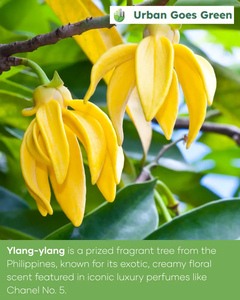 Ylang-Ylang (Cananga odorata) growing in the Philippines