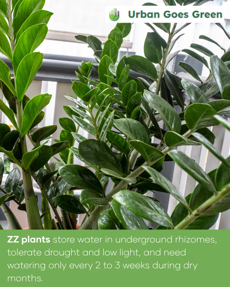 ZZ Plant (Zamioculcas zamiifolia) growing in the Philippines